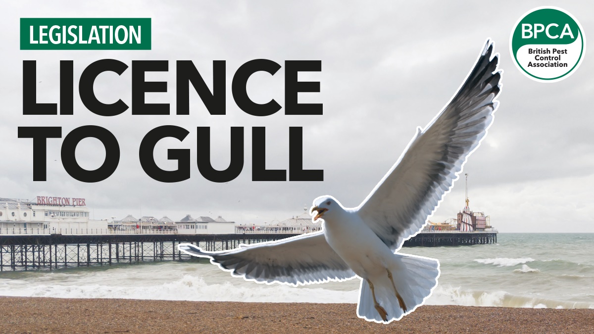 gull hero gull hero